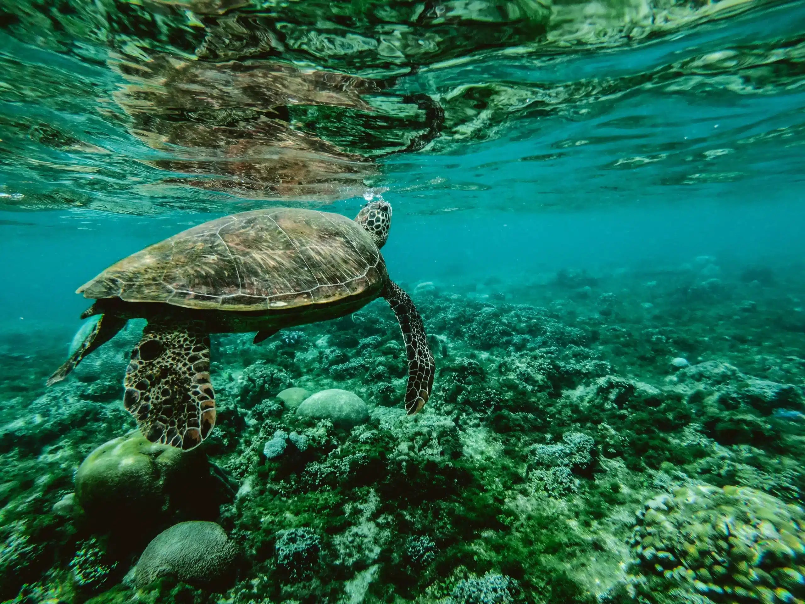 journee mondiale ocean
