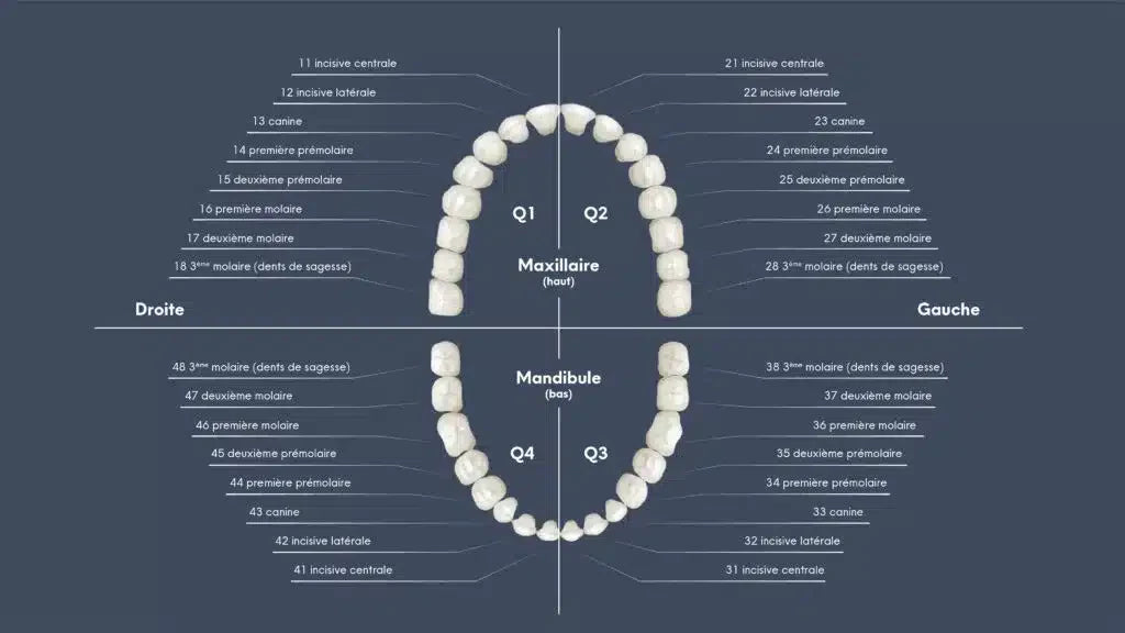 La numérotation des dents