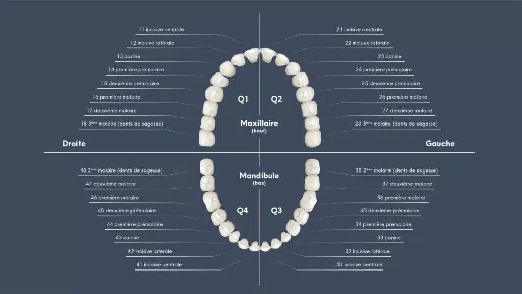 numérotation des dents